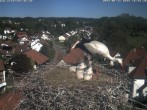 Archiv Foto Webcam Storchennest Bad Waldsee 15:00