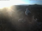 Archiv Foto Webcam Storchennest Bad Waldsee 05:00