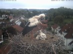 Archiv Foto Webcam Storchennest Bad Waldsee 05:00