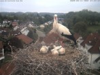 Archiv Foto Webcam Storchennest Bad Waldsee 06:00