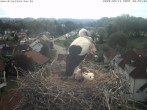 Archiv Foto Webcam Storchennest Bad Waldsee 07:00