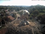 Archiv Foto Webcam Storchennest Bad Waldsee 09:00