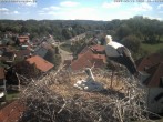 Archiv Foto Webcam Storchennest Bad Waldsee 11:00