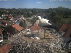 Archiv Foto Webcam Storchennest Bad Waldsee 13:00