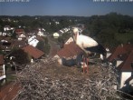 Archiv Foto Webcam Storchennest Bad Waldsee 15:00