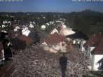 Archiv Foto Webcam Storchennest Bad Waldsee 17:00