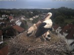 Archiv Foto Webcam Storchennest Bad Waldsee 05:00