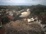 Archiv Foto Webcam Storchennest Bad Waldsee 06:00