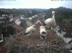 Archiv Foto Webcam Storchennest Bad Waldsee 07:00