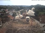 Archiv Foto Webcam Storchennest Bad Waldsee 09:00