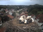 Archiv Foto Webcam Storchennest Bad Waldsee 11:00