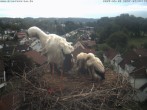 Archiv Foto Webcam Storchennest Bad Waldsee 06:00