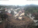 Archiv Foto Webcam Storchennest Bad Waldsee 07:00