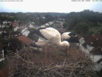 Archiv Foto Webcam Storchennest Bad Waldsee 09:00