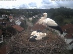 Archiv Foto Webcam Storchennest Bad Waldsee 11:00