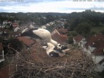 Archiv Foto Webcam Storchennest Bad Waldsee 13:00