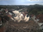 Archiv Foto Webcam Storchennest Bad Waldsee 17:00
