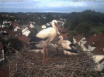 Archiv Foto Webcam Storchennest Bad Waldsee 19:00