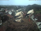 Archived image Webcam Stork&#39;s Nest Bad Waldsee 05:00