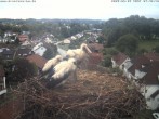 Archived image Webcam Stork&#39;s Nest Bad Waldsee 07:00