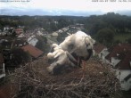 Archived image Webcam Stork&#39;s Nest Bad Waldsee 09:00
