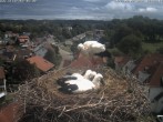 Archived image Webcam Stork&#39;s Nest Bad Waldsee 11:00