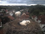 Archived image Webcam Stork&#39;s Nest Bad Waldsee 13:00