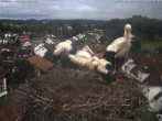 Archived image Webcam Stork&#39;s Nest Bad Waldsee 15:00