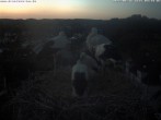 Archiv Foto Webcam Storchennest Bad Waldsee 03:00