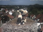 Archiv Foto Webcam Storchennest Bad Waldsee 15:00