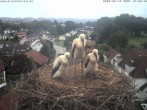 Archived image Webcam Stork&#39;s Nest Bad Waldsee 17:00
