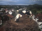 Archived image Webcam Stork&#39;s Nest Bad Waldsee 19:00