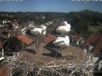 Archiv Foto Webcam Storchennest Bad Waldsee 13:00