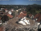 Archiv Foto Webcam Storchennest Bad Waldsee 15:00