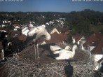 Archiv Foto Webcam Storchennest Bad Waldsee 17:00