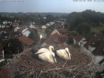 Archiv Foto Webcam Storchennest Bad Waldsee 05:00