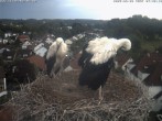 Archiv Foto Webcam Storchennest Bad Waldsee 06:00