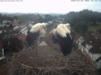 Archiv Foto Webcam Storchennest Bad Waldsee 05:00