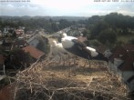 Archiv Foto Webcam Storchennest Bad Waldsee 09:00