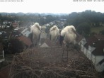 Archiv Foto Webcam Storchennest Bad Waldsee 06:00
