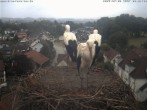 Archiv Foto Webcam Storchennest Bad Waldsee 07:00