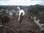 Archiv Foto Webcam Storchennest Bad Waldsee 09:00