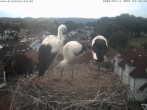 Archiv Foto Webcam Storchennest Bad Waldsee 06:00