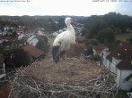 Archiv Foto Webcam Storchennest Bad Waldsee 05:00