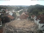 Archiv Foto Webcam Storchennest Bad Waldsee 06:00
