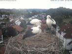 Archiv Foto Webcam Storchennest Bad Waldsee 07:00