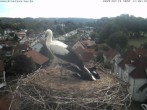 Archiv Foto Webcam Storchennest Bad Waldsee 09:00
