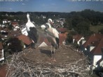 Archiv Foto Webcam Storchennest Bad Waldsee 15:00