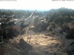 Archiv Foto Webcam Storchennest Bad Waldsee 07:00
