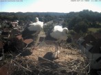 Archiv Foto Webcam Storchennest Bad Waldsee 09:00